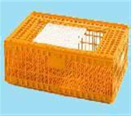 1177黄色母 1177黄色母