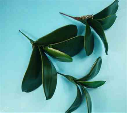 2136绿色母 2136绿色母